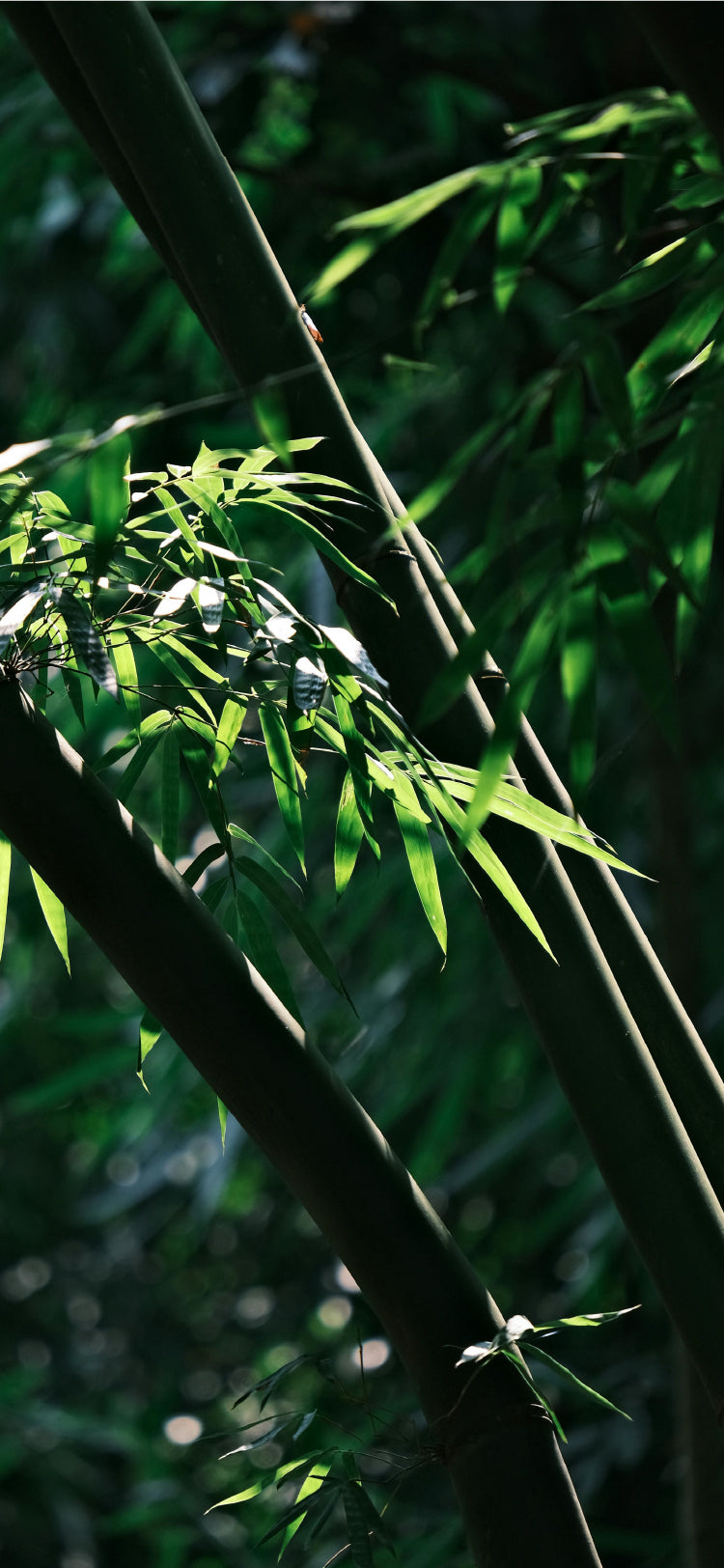 Bamboo Valley Stream