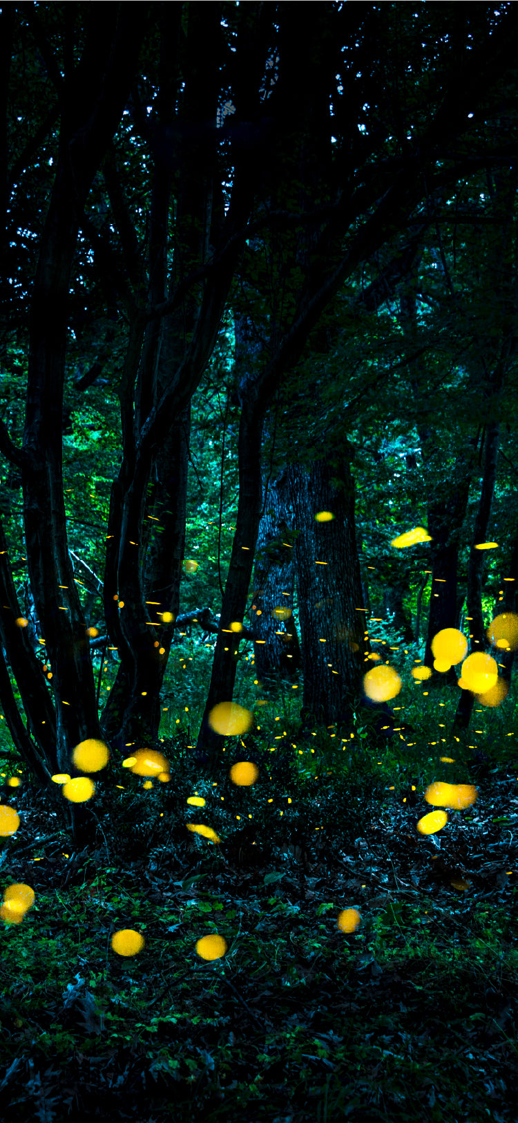 Forest Insects