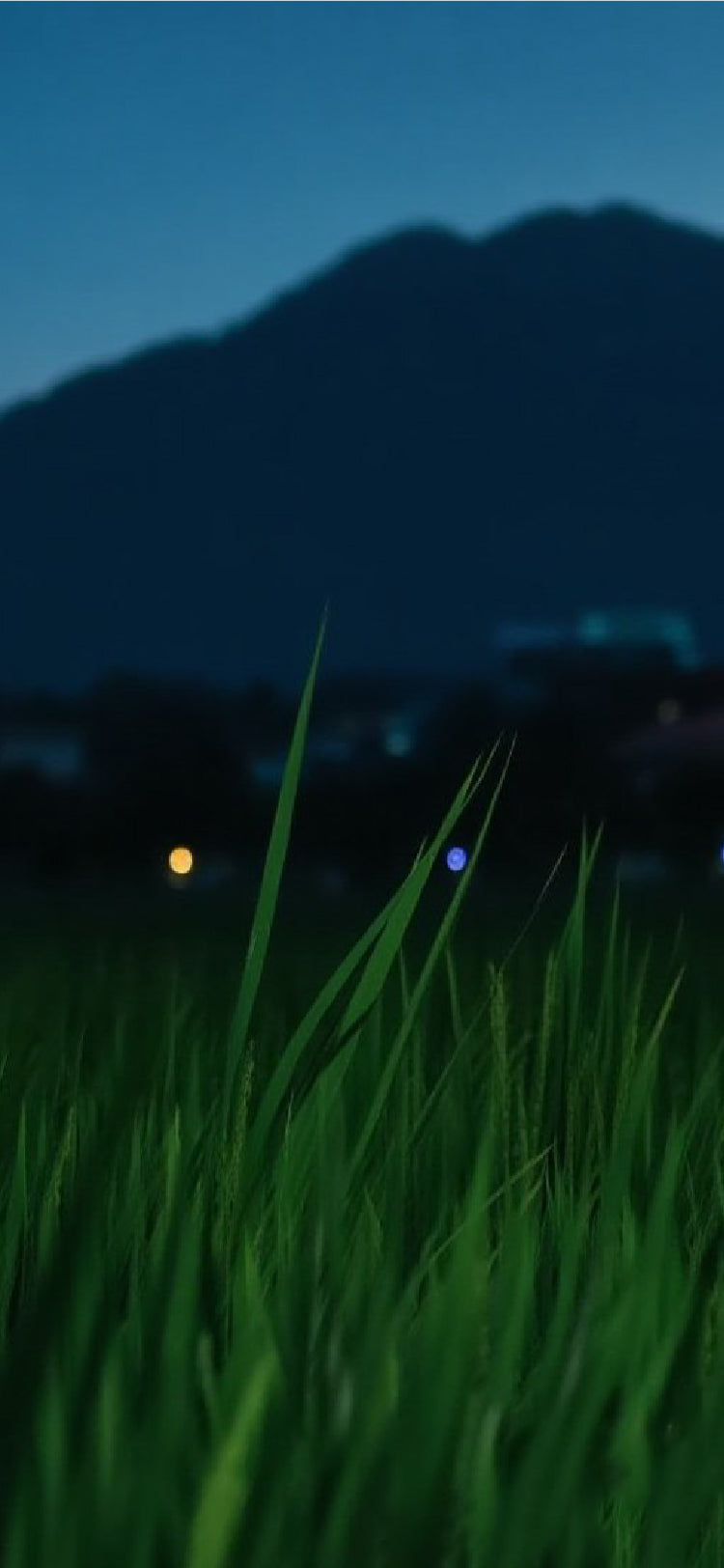 Frog Chorus