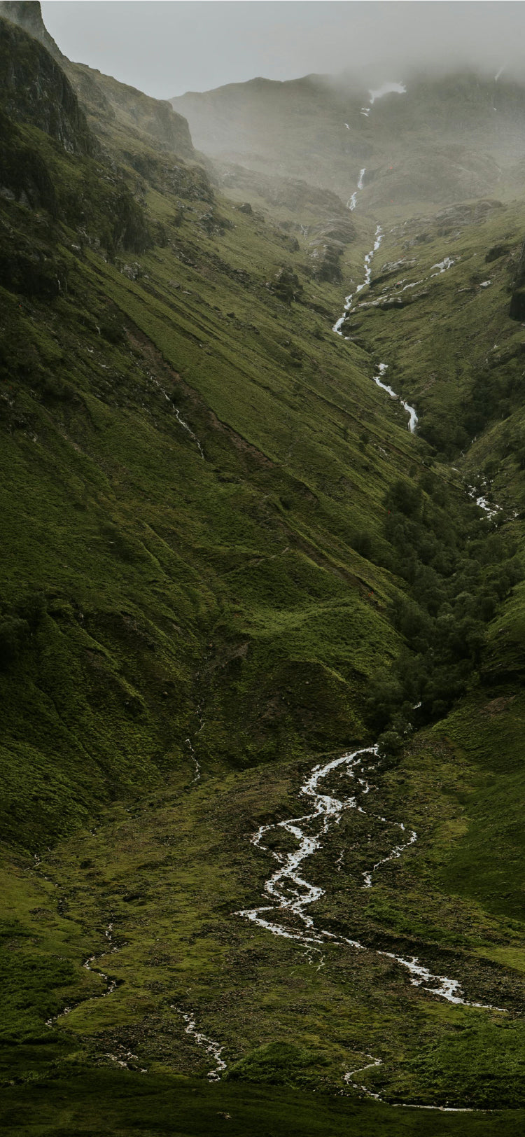 Forest Streams